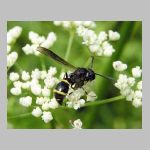 Symmorphus bifasciatus - Lehmwespe 15b.jpg